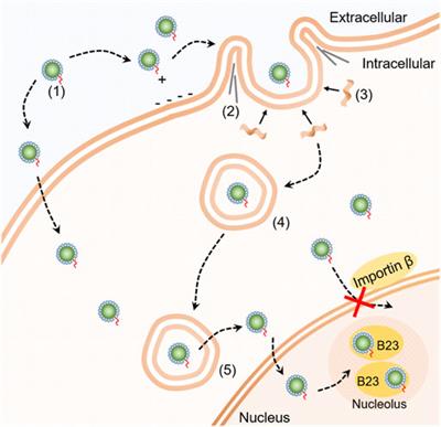 Examining the Cellular Transport Pathway of Fusogenic Quantum Dots Conjugated With Tat Peptide